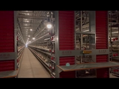 نظام قفص الدجاج ذو الطبقة H الآلي بالكامل مقاوم للتآكل