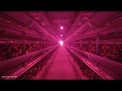 نظام قفص بطارية الدواجن من نوع 1800 × 600 × 450 ملم H معدل كسر البيض المنخفض لتربية الطبقات