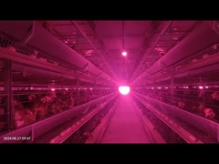 معدل ضعف منخفض نظام تغذية الدواجن التحكم الدقيق في تربية الدجاج