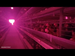 نظام إزالة السماد الآلي للدواجن للمساحة الكبيرة لقفص بطارية الدجاج