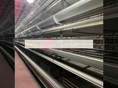 بيئة مريحة لنظام أقفاص الدجاج اللاحم ذات معدل وفيات منخفض