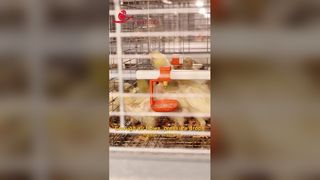 ارتفاع الطبقة 700 ملم