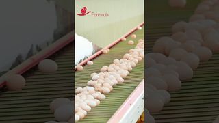 فارمروب | نظام جمع البيض المستقر تم تصميمه وإنتاجه بواسطة Farmrob #poultryfarm #chicken