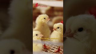 فارمروب | أنظمة التغذية والشرب الأوتوماتيكية للدجاج #التربية #التصنيع #مزرعة الدواجن
