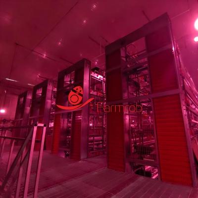 60000 Safe Layer Chicken Cage System for Russian Farms with 9 Birds per Cell and Eco-friendly Design